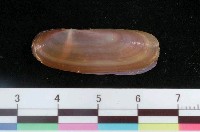 藏品(小豆蟶)的圖片